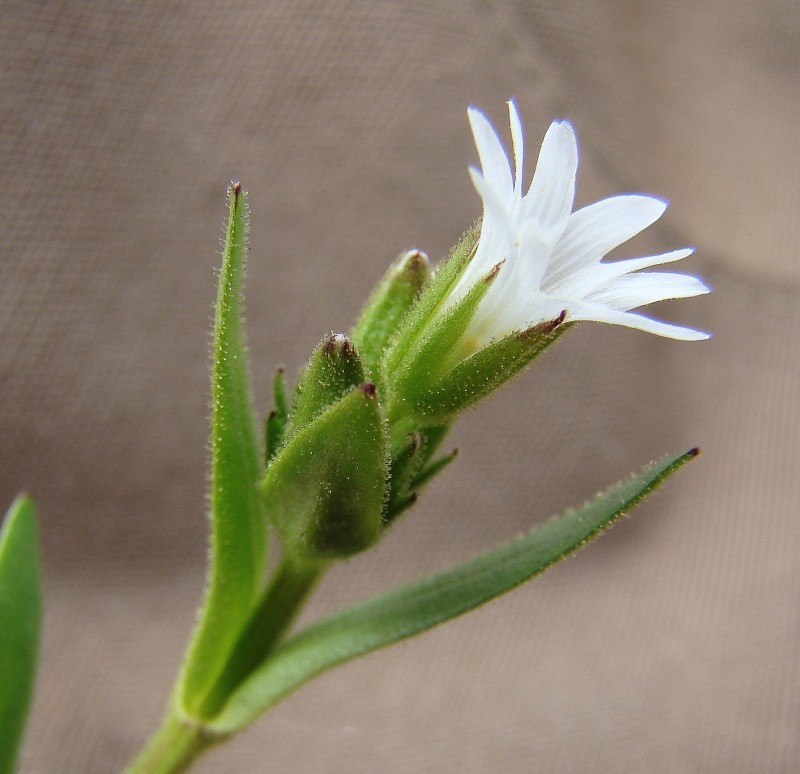 Изображение особи Dichodon viscidum.