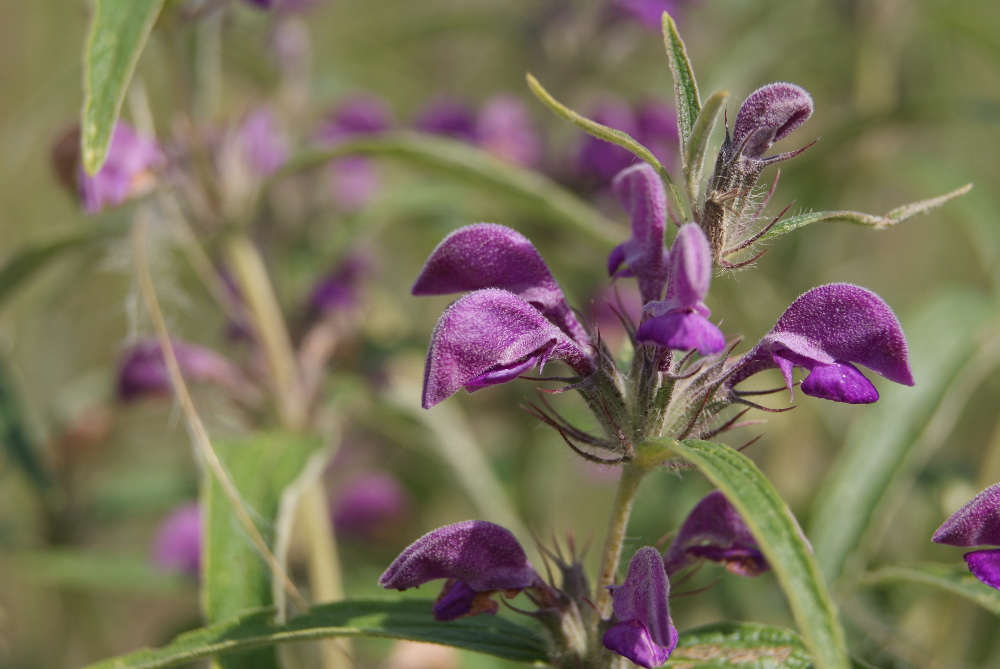 Image of Phlomis pungens specimen.