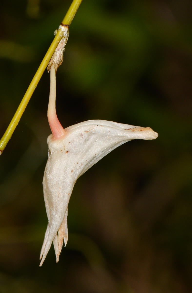 Image of Dendrobium crumenatum specimen.