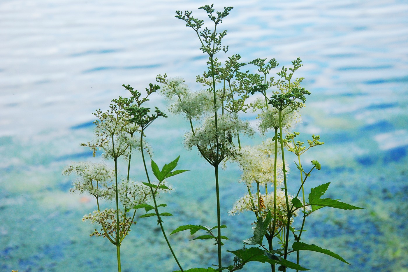 Image of Filipendula ulmaria specimen.
