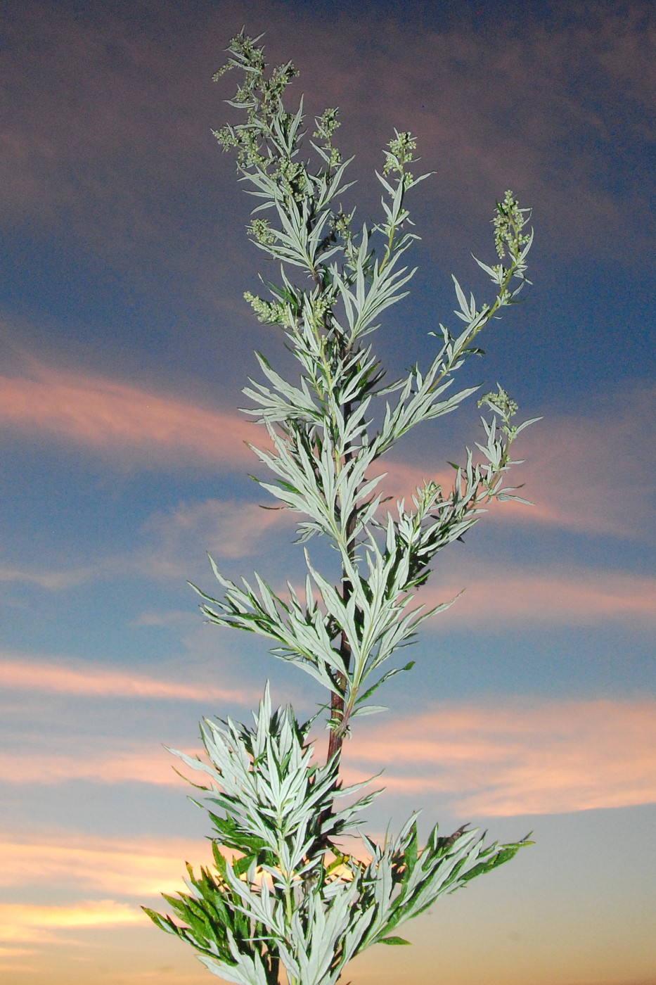 Изображение особи Artemisia vulgaris.