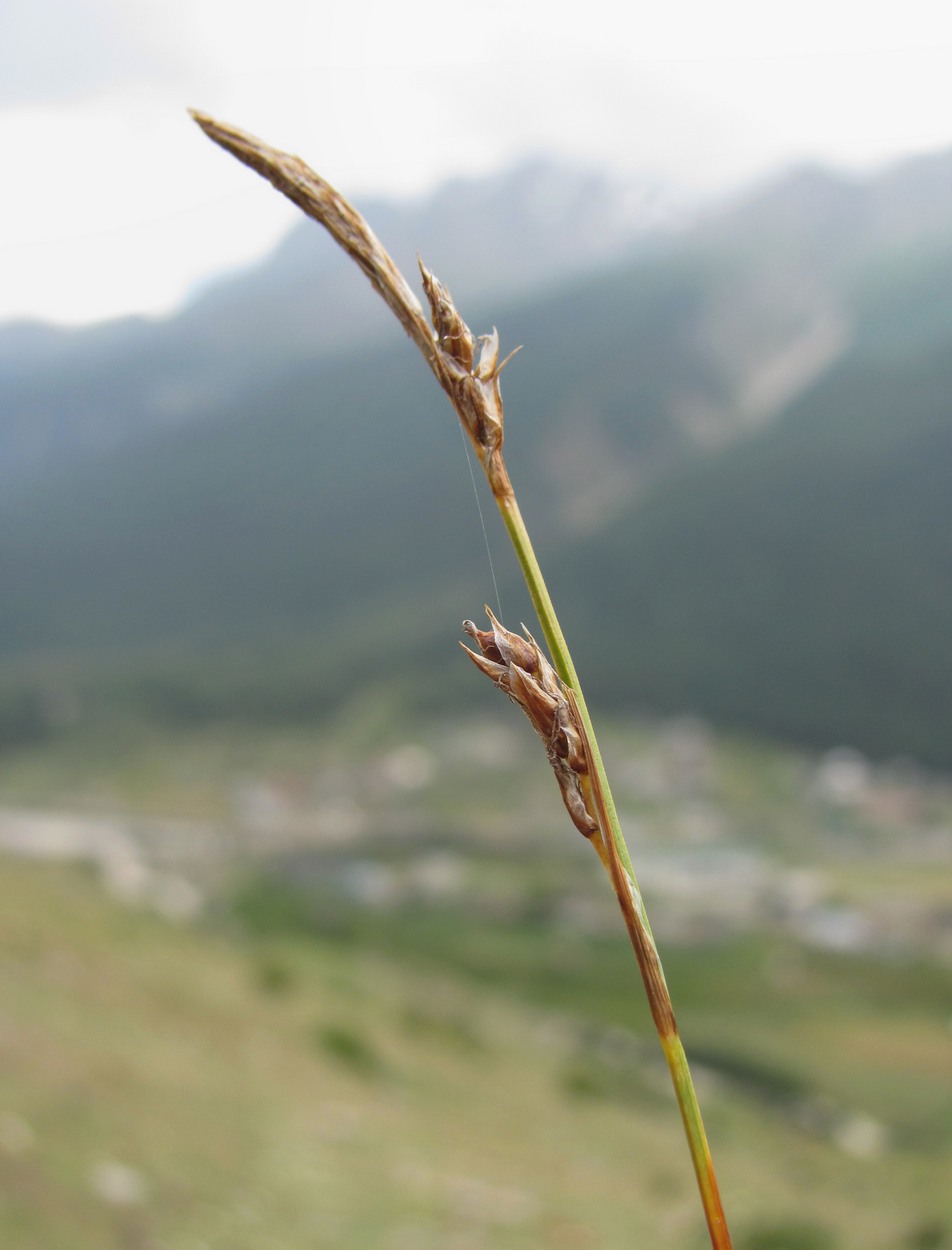 Image of genus Carex specimen.