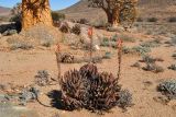 Aloe melanacantha