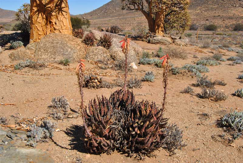 Изображение особи Aloe melanacantha.