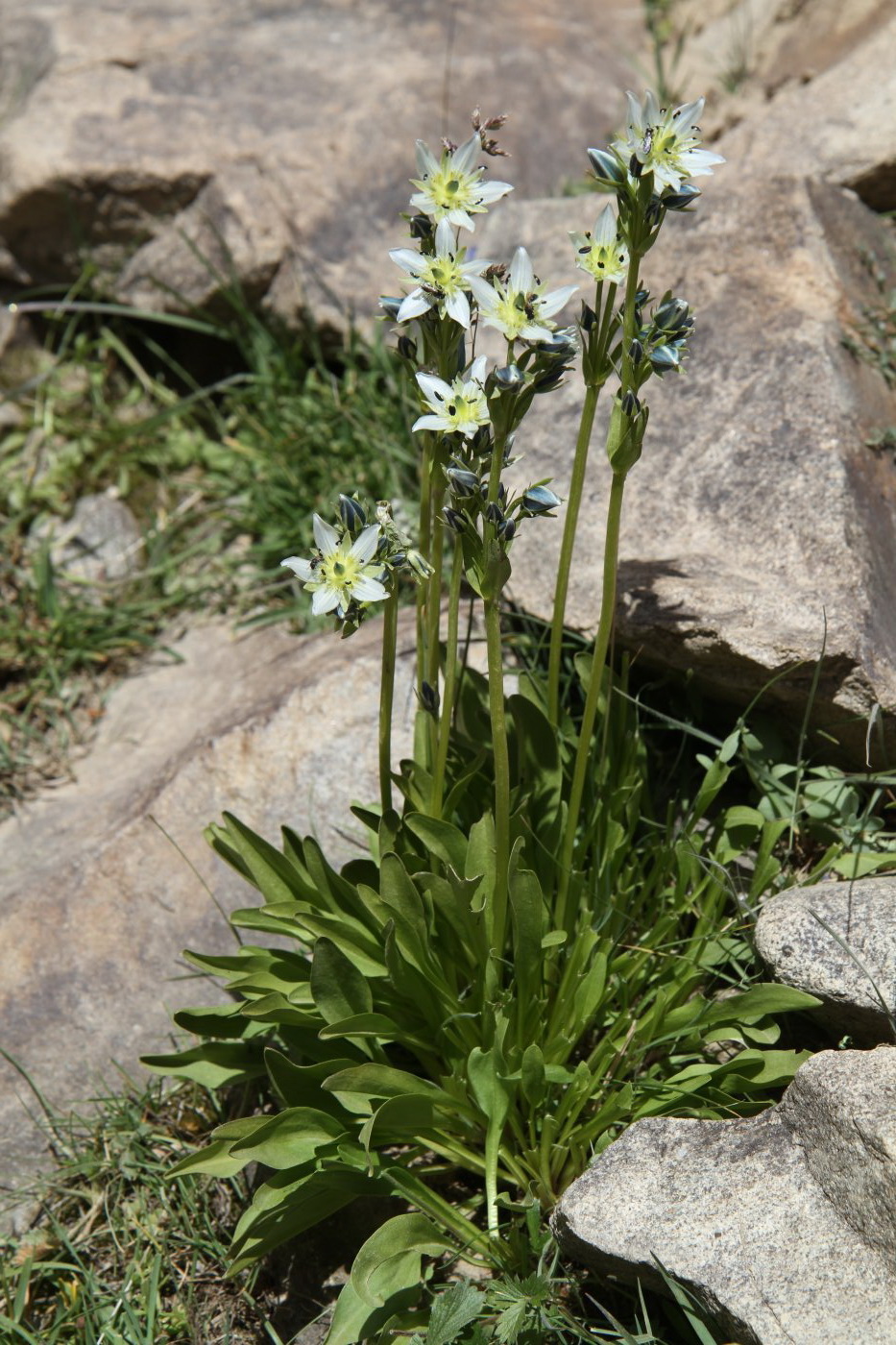 Image of genus Swertia specimen.