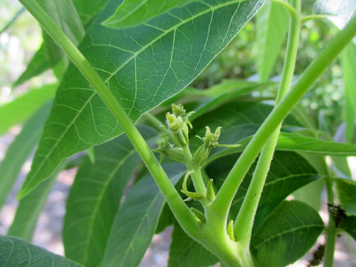 Изображение особи Carya illinoinensis.