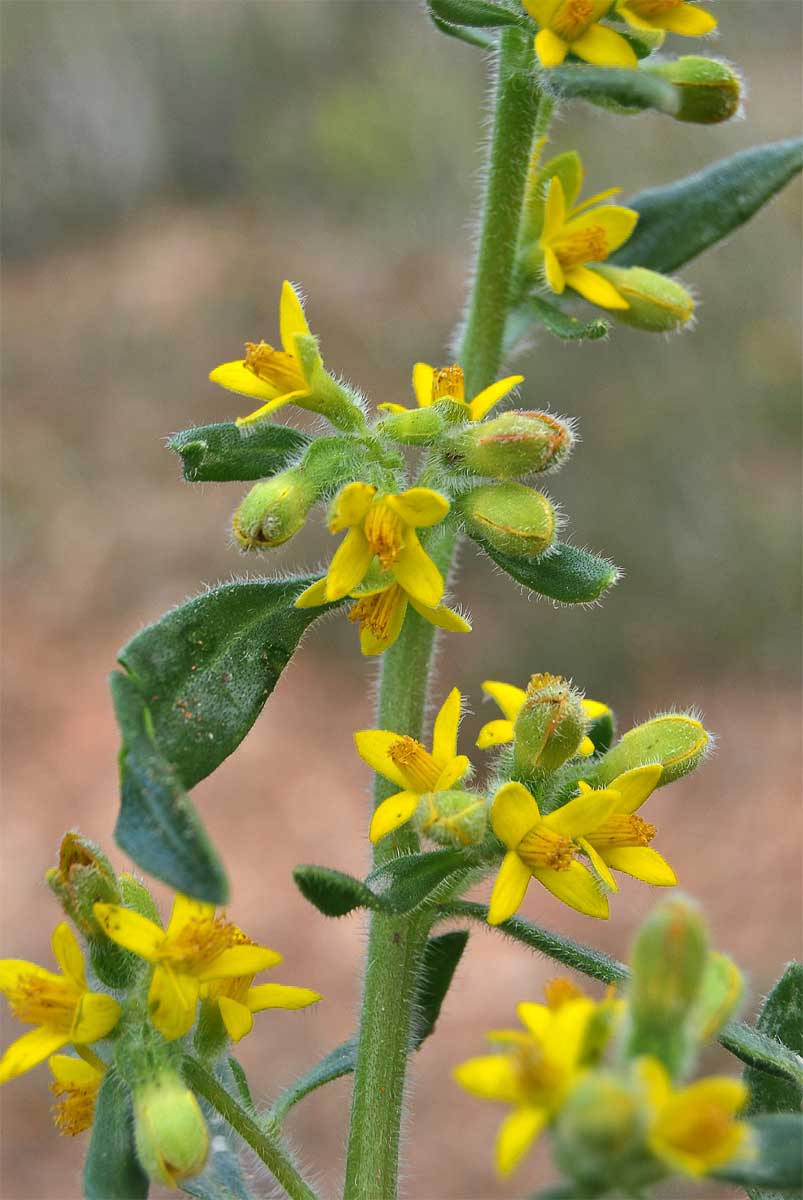 Изображение особи Tetragonia hirsuta.