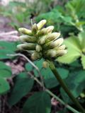 Astragalus glycyphyllos