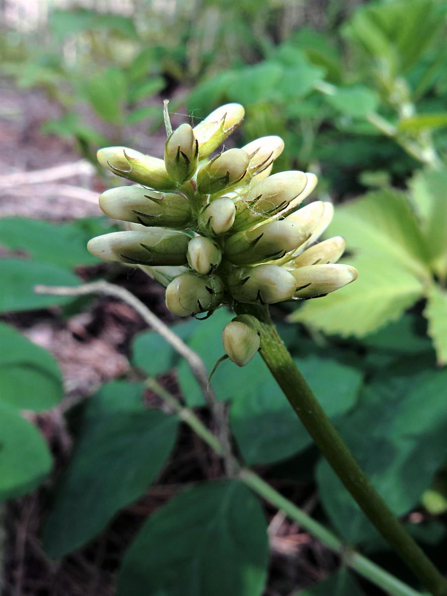 Изображение особи Astragalus glycyphyllos.