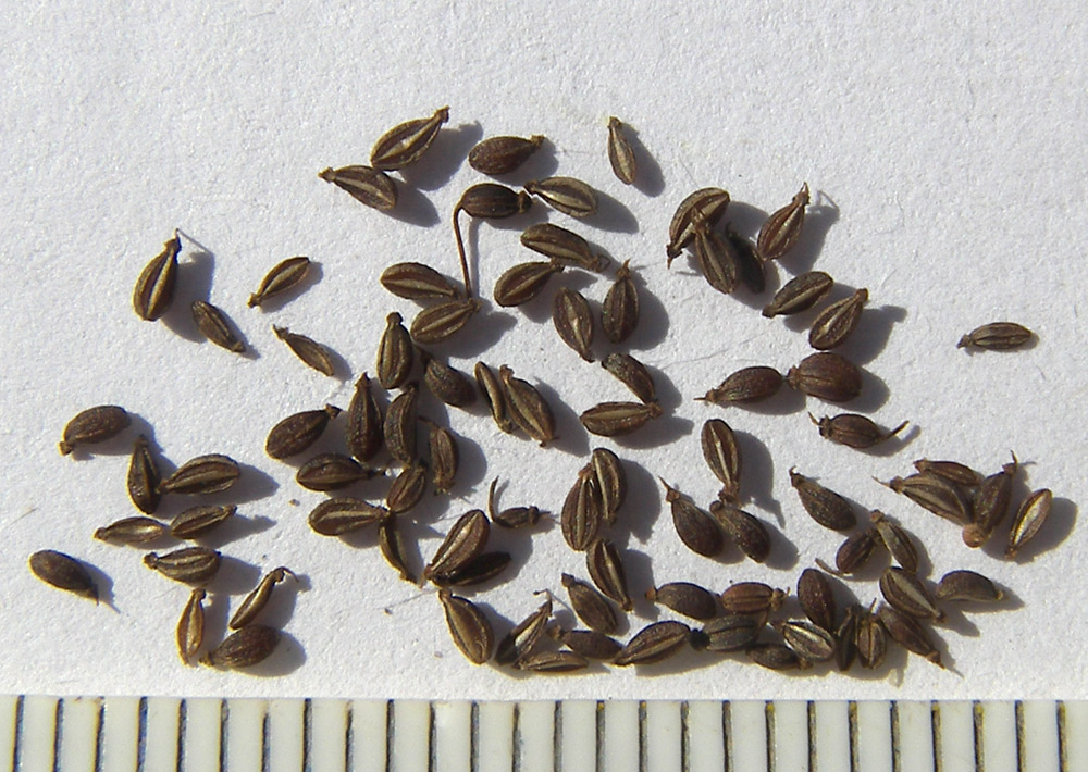 Image of Pimpinella rhodantha specimen.