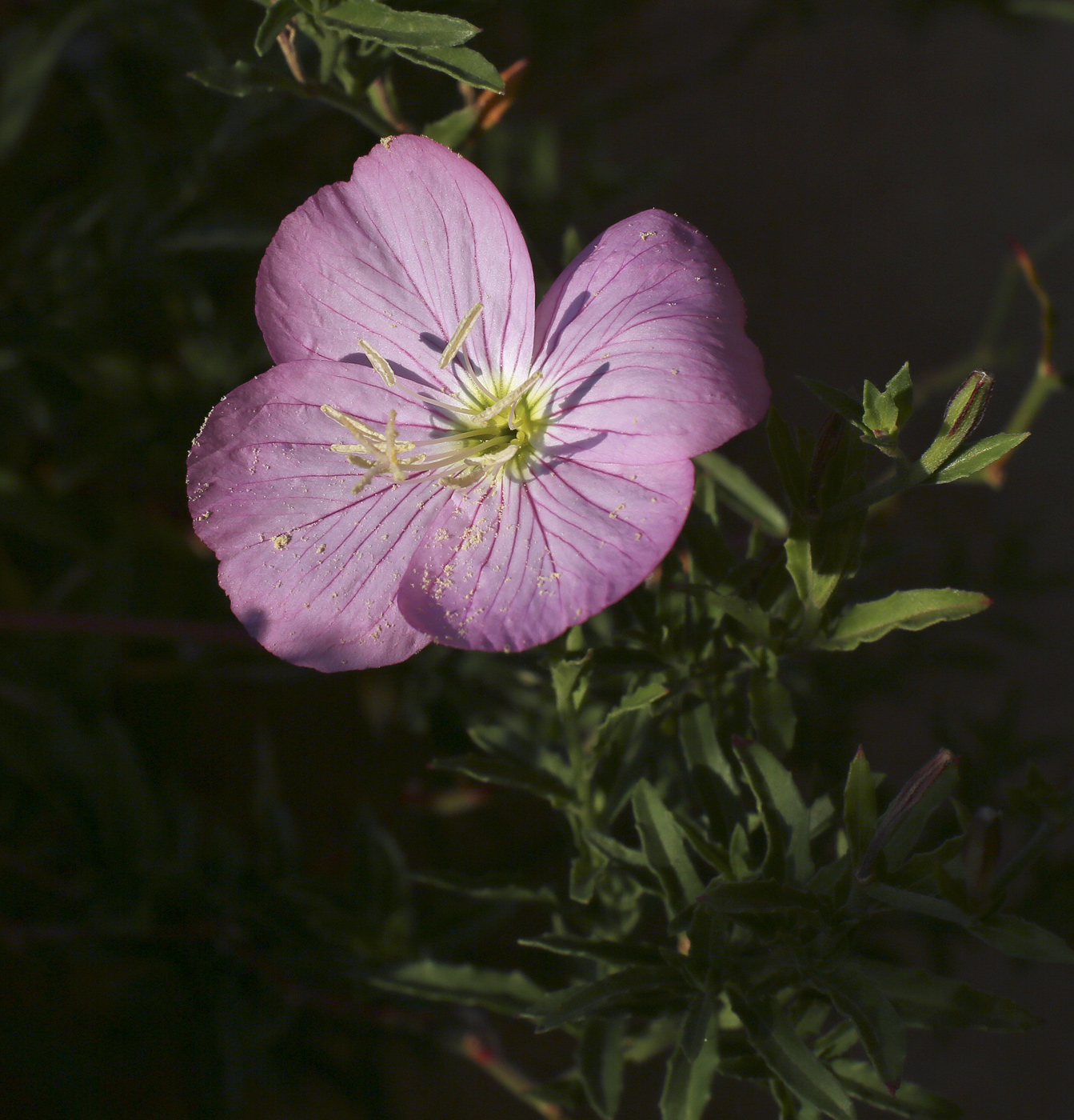 Изображение особи Oenothera speciosa.