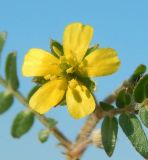 Tribulus terrestris