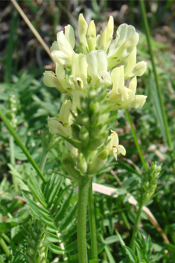 Изображение особи Oxytropis katangensis.