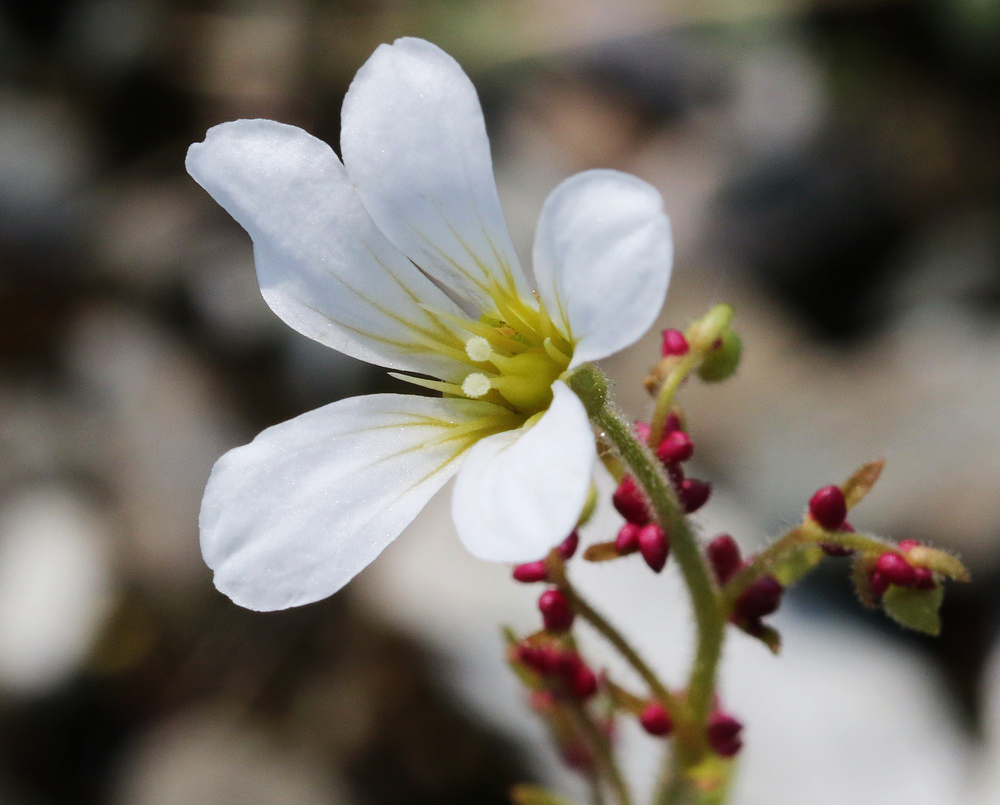 Изображение особи Saxifraga cernua.