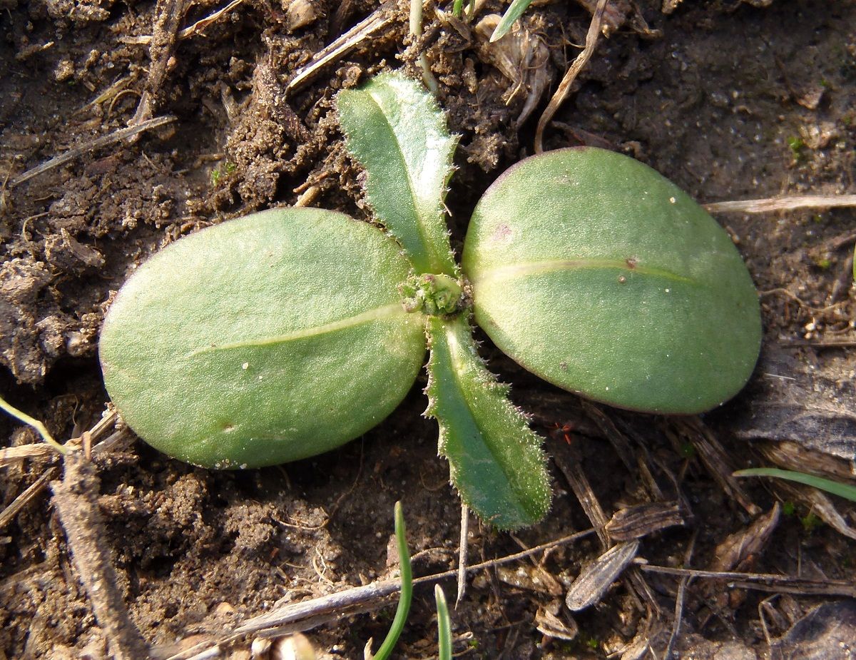 Image of Crupina vulgaris specimen.