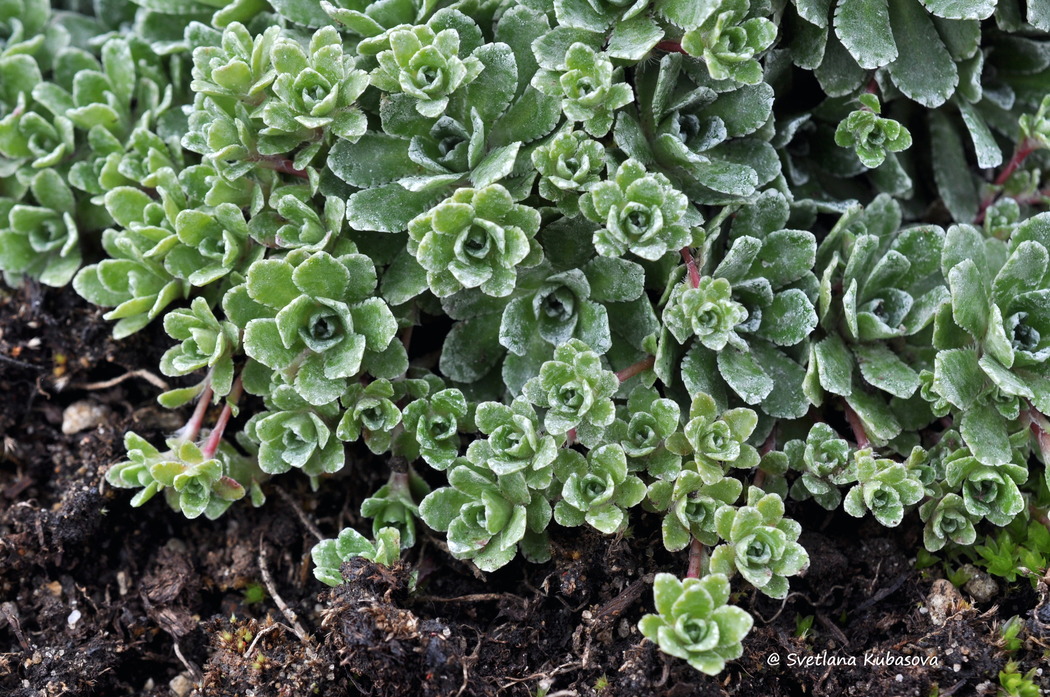 Изображение особи Saxifraga paniculata.