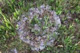 genus Peltigera
