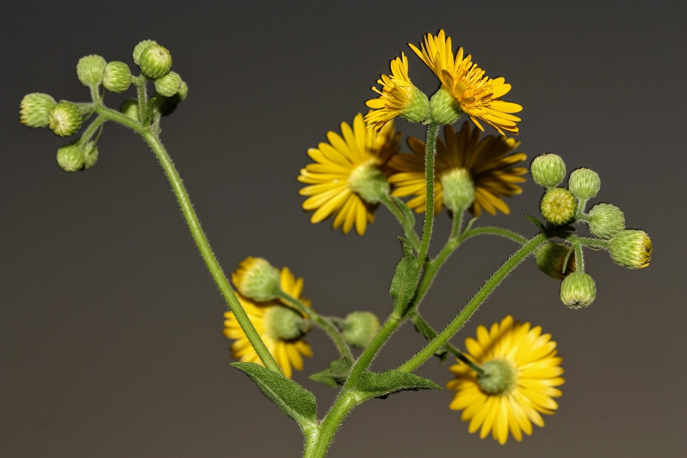 Изображение особи Heterotheca subaxillaris.