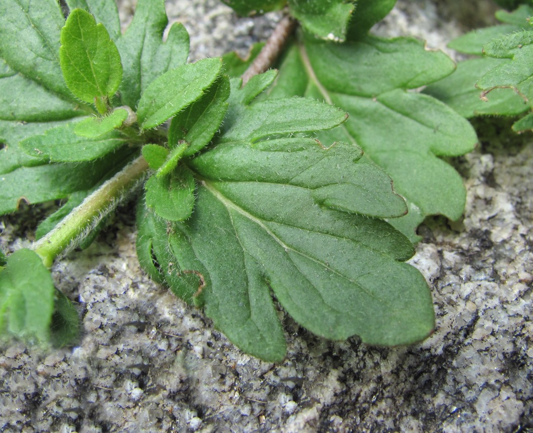 Image of Veronica vindobonensis specimen.