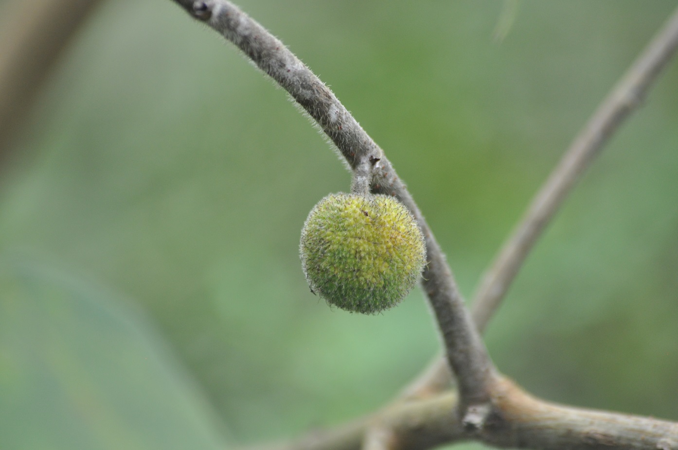 Image of Broussonetia papyrifera specimen.