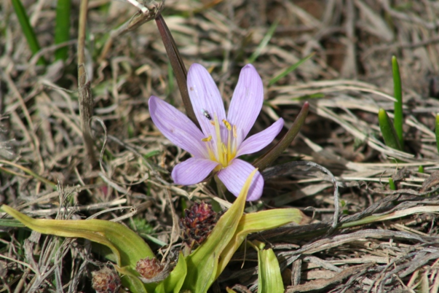 Image of Merendera raddeana specimen.
