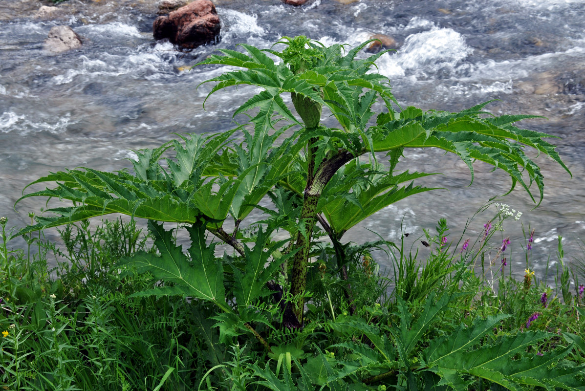 Image of Heracleum mantegazzianum specimen.