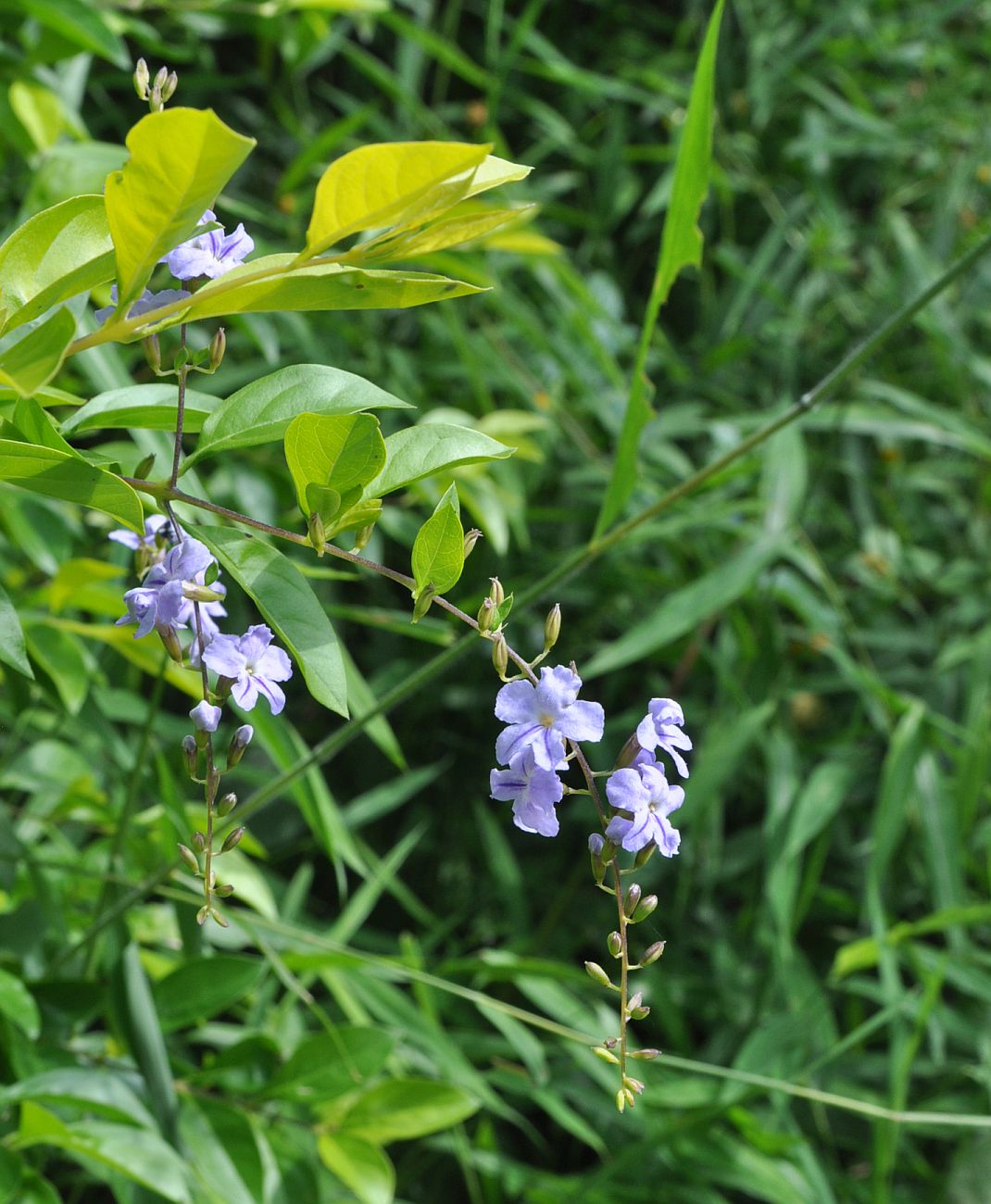 Image of Duranta erecta specimen.