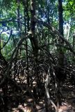 Bruguiera gymnorhiza. Нижняя часть ствола и опорные корни взрослого дерева во время отлива (самые верхние корни растут на высоте около 2 м). Малайзия, о-в Калимантан, национальный парк Бако, мангровый лес. 09.05.2017.