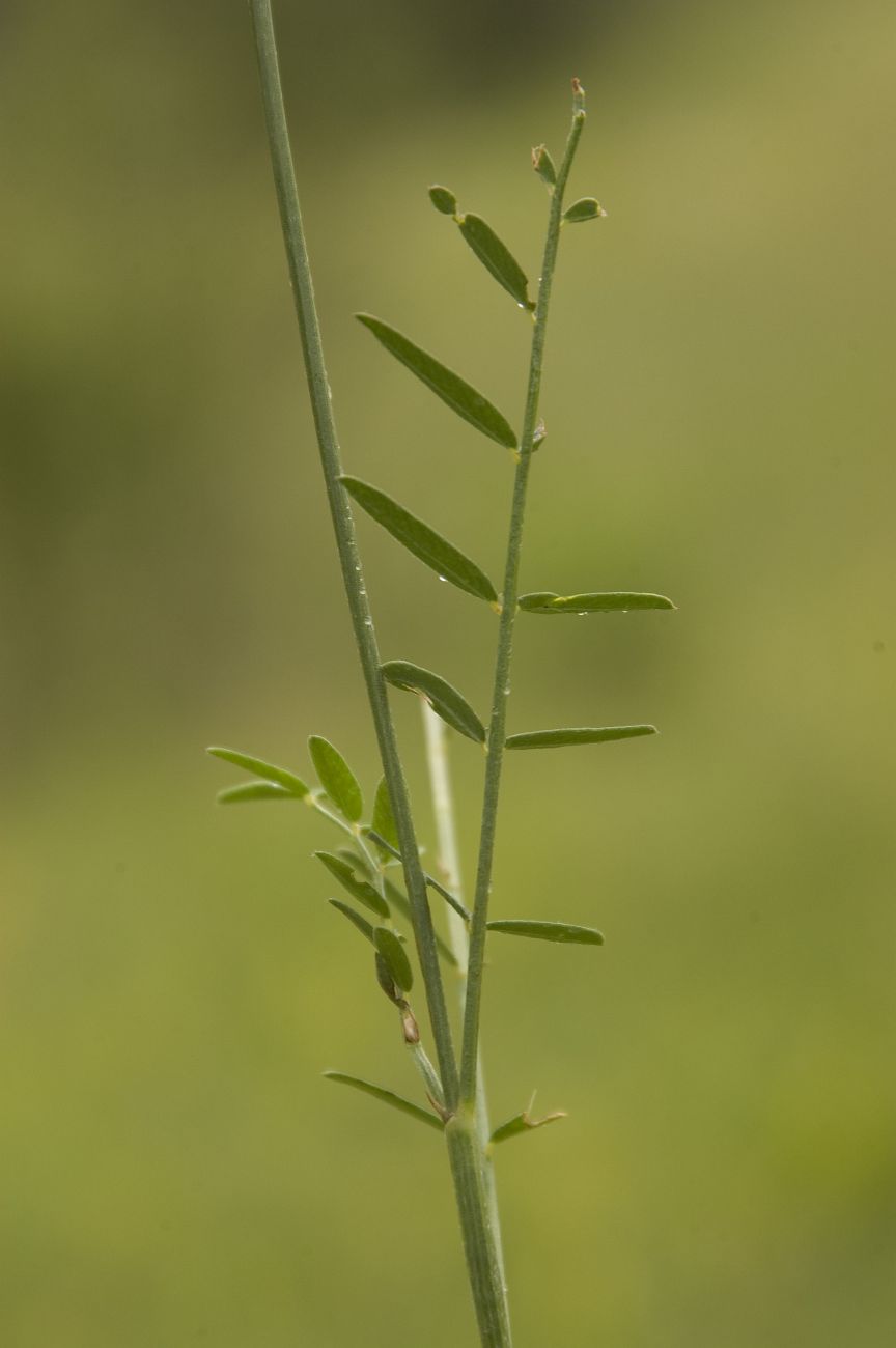 Image of Onobrychis cyri specimen.