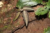 Goodyera hispida. Вегетирующее растение. Малайзия, о-в Борнео, штат Сабах, подножие горы Кинабалу, окр. экологического лагеря \"Lupa Masa\", влажный тропический лес. 20 февраля 2013 г.