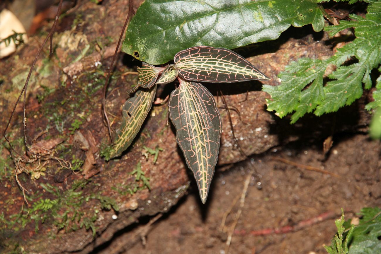 Изображение особи Goodyera hispida.