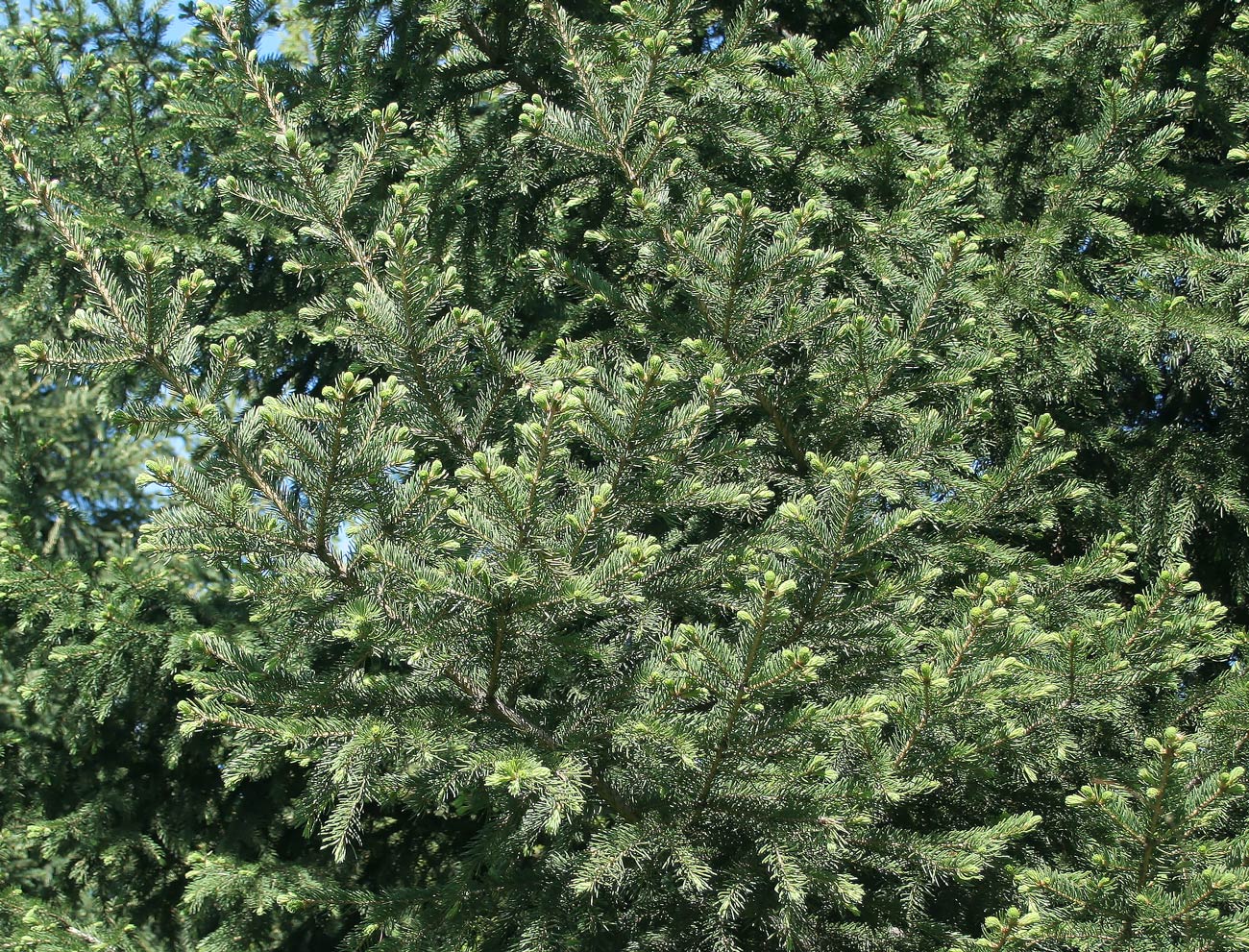 Изображение особи Picea abies.