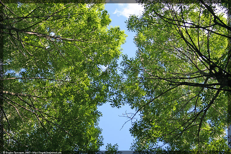 Image of Fraxinus excelsior specimen.