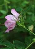 Rosa cinnamomea. Цветок (вид со стороны чашечки) и боковые бутоны. Московская обл., Одинцовский р-н, г. Кубинка, полигон НИИБТ, поляна, зарастающая березняком. 02.07.2017.