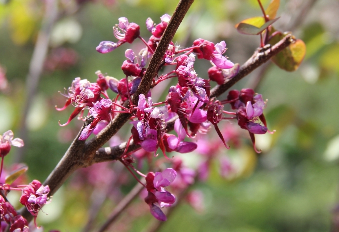 Image of Cercis griffithii specimen.