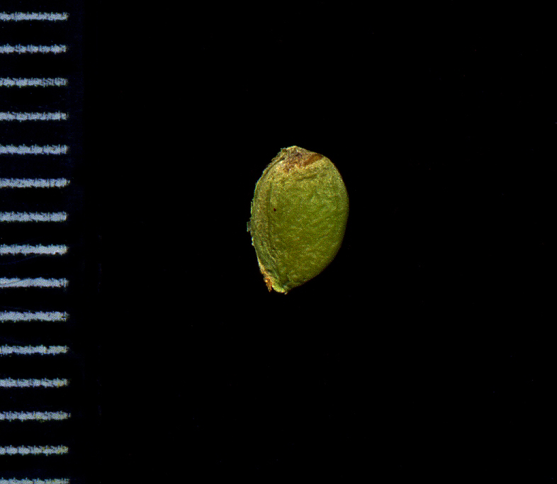 Image of Ulmus laevis specimen.