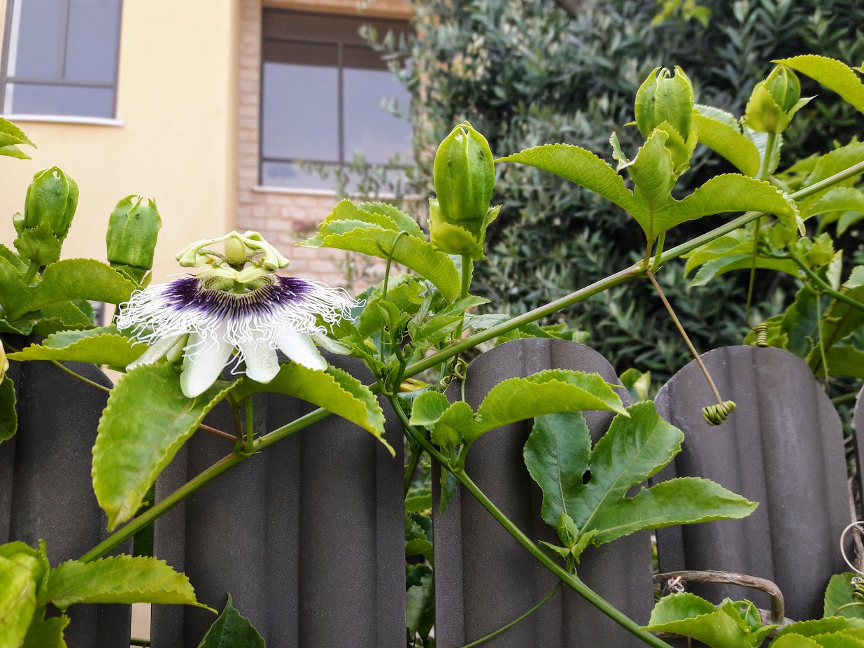 Изображение особи Passiflora edulis.