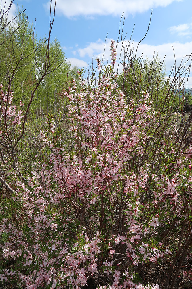 Изображение особи Amygdalus nana.