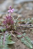 Pedicularis semenowii. Цветущее растение. Кыргызстан, Иссык-Кульская обл., Внутренний Тянь-Шань, хр. Терскей Ала-Тоо, ущ. Барскаун, окр. водопада \"Слёзы барса\", 2600 м н.у.м., горная степь. 18.05.2018.