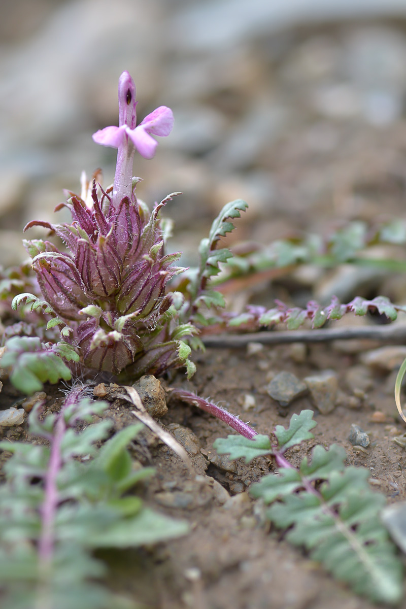 Изображение особи Pedicularis semenowii.