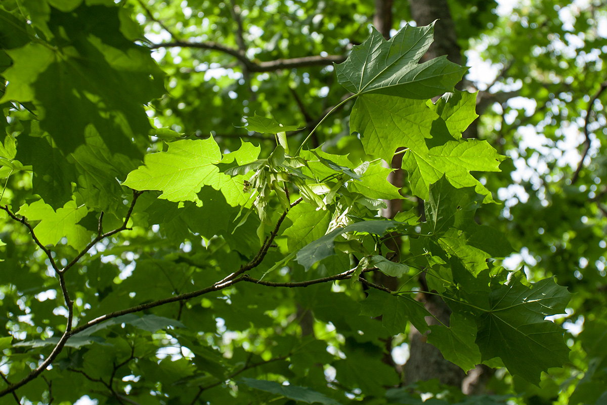 Image of Acer platanoides specimen.