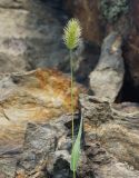 Setaria viridis