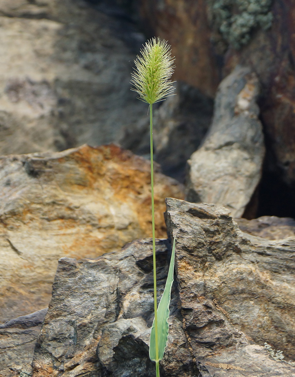 Image of Setaria viridis specimen.