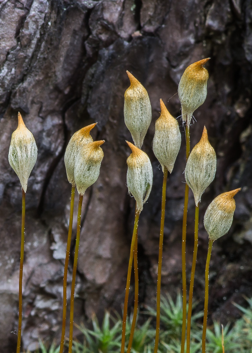 Изображение особи Polytrichum juniperinum.