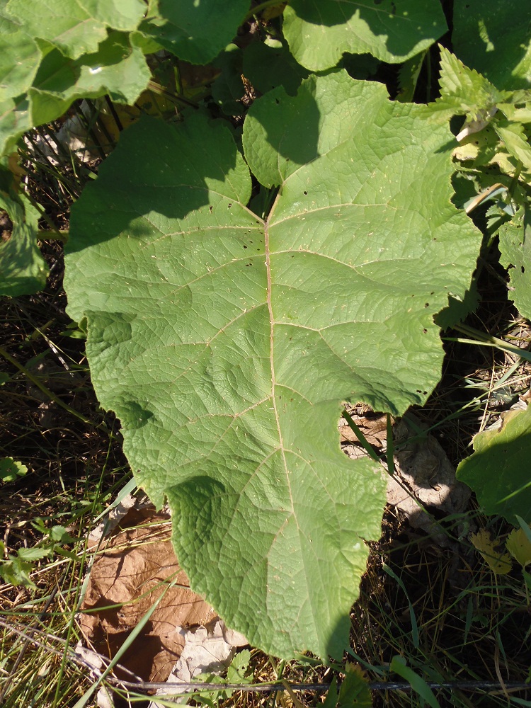 Image of Arctium tomentosum specimen.