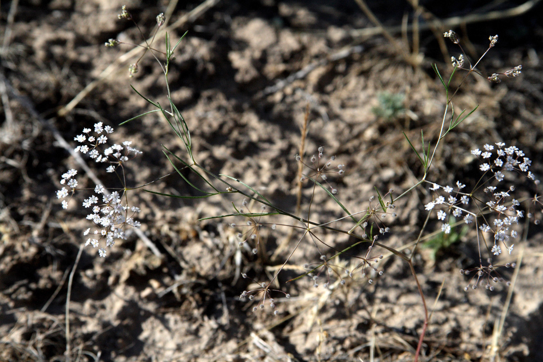 Image of Aphanopleura capillifolia specimen.