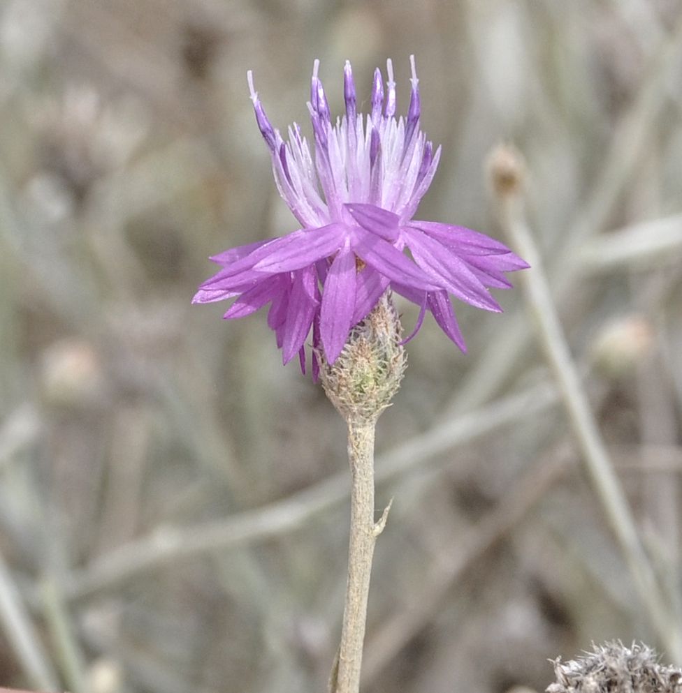 Изображение особи род Centaurea.