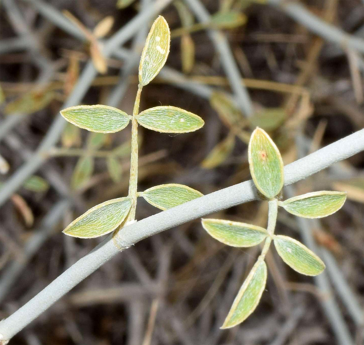 Изображение особи Astragalus chodshenticus.