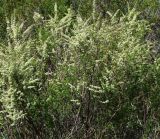 Spiraea hypericifolia. Верхушки цветущих ветвей. Восточный Казахстан, г. Усть-Каменогорск, восточные окр., Лесхоз, склон сопки. 22.05.2018.