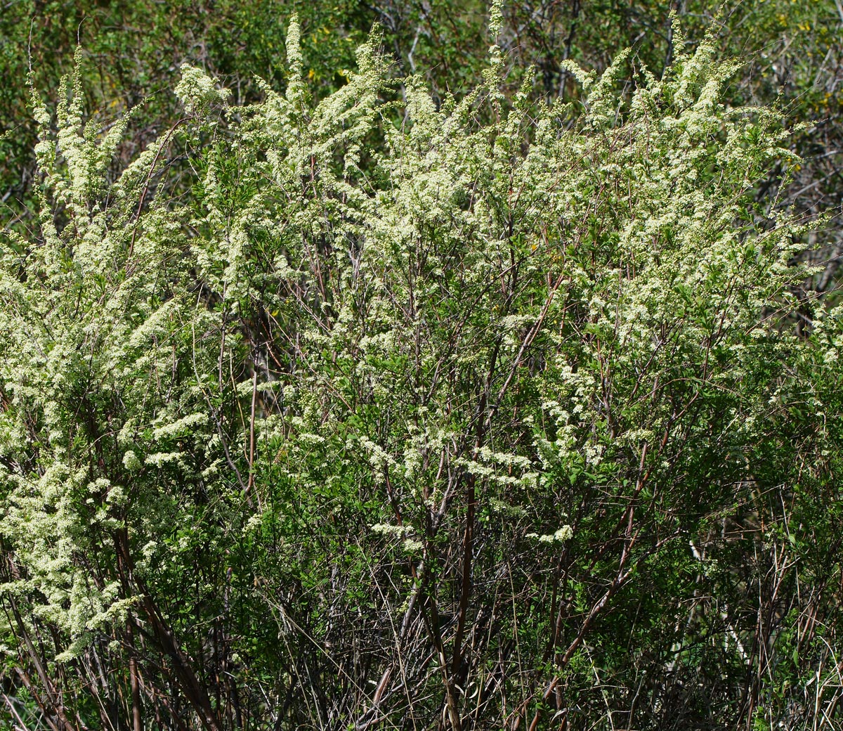 Image of Spiraea hypericifolia specimen.